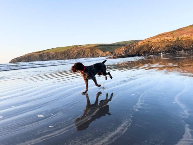 Beach dog friendly Pembrokeshire