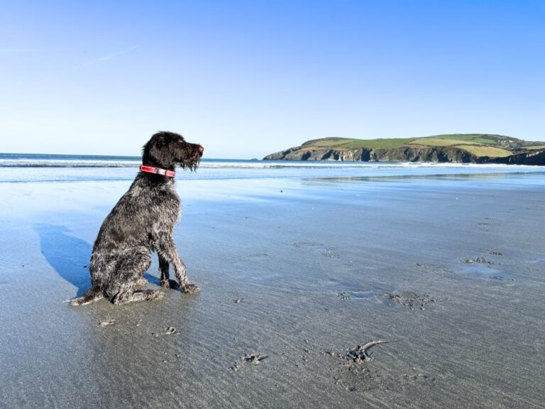 Newport Sands dog friendly beach