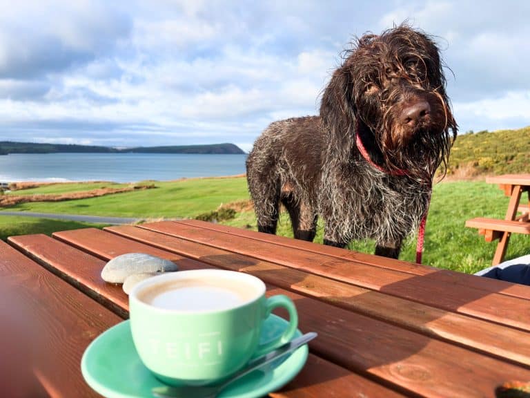 Cat Rock Cafe Christmas