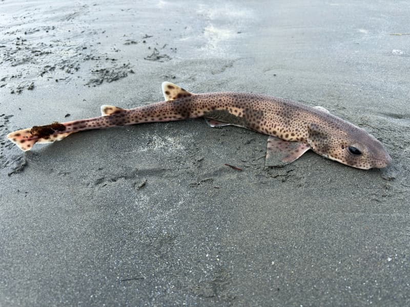 Dogfish Newport Pembrokeshire