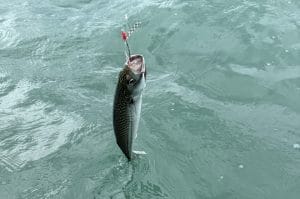 Fishing in Newport, Pembrokeshire