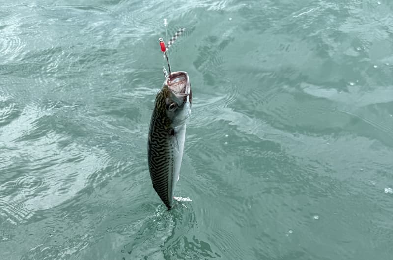 Fishing in Newport, Pembrokeshire