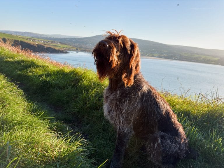 Morfa Head walk Christmas