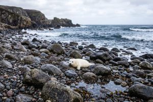 Seal pups in Newport, Pembrokeshire